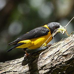 Black-and-yellow Grosbeak